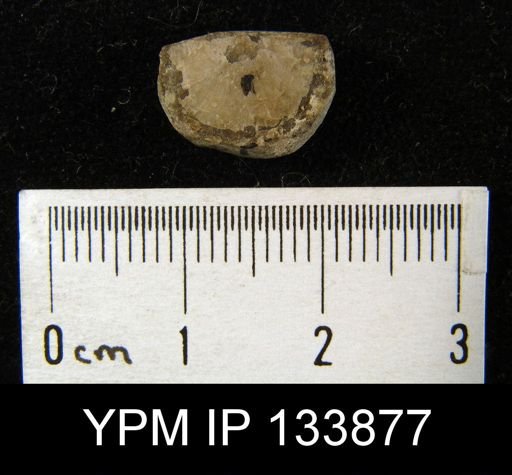 Stropheodonta cf. inaequistriata