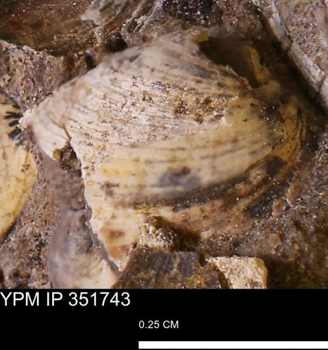 Limopsis striatopunctatus