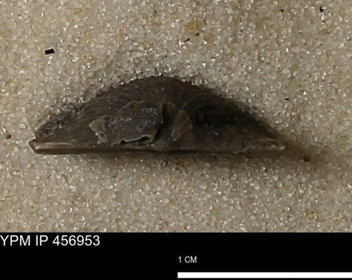 Stropheodonta sp.