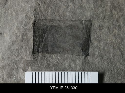 undet. Eurypterida