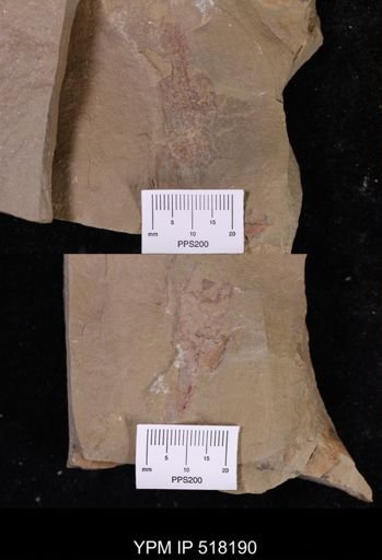 undet. Vertebrata