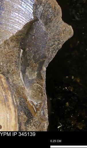 Limopsis striatopunctatus