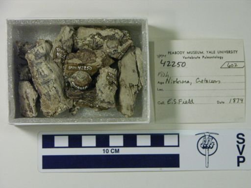 undet. Actinopterygii