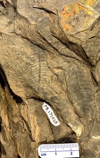 Pecopteris sp.