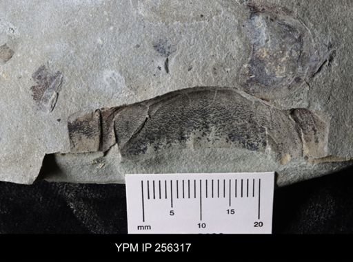 Eurypterida