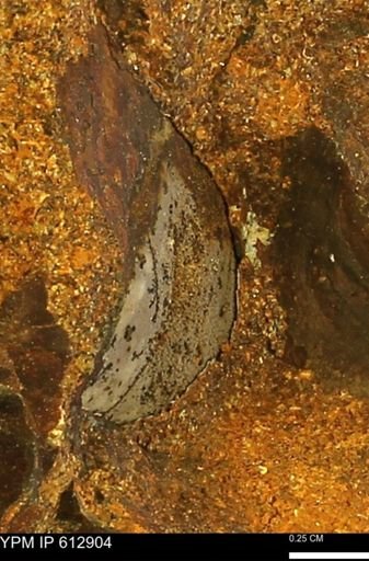 undet. Bivalvia
