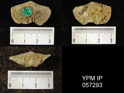 Spirifer cyclopterus