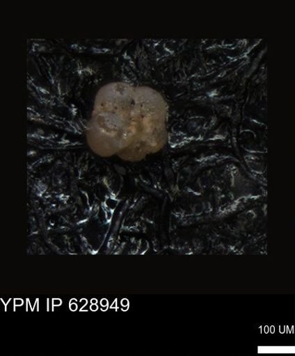 undet. Foraminiferida