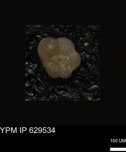 undet. Foraminiferida