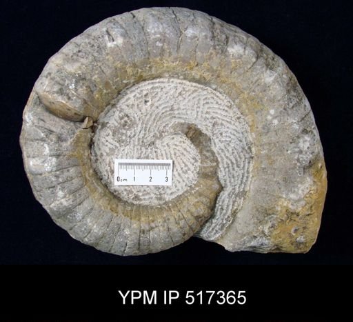 Discitoceras tuberculatus
