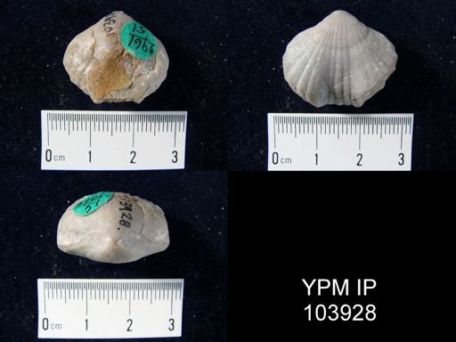Uncinulus nucleolatus