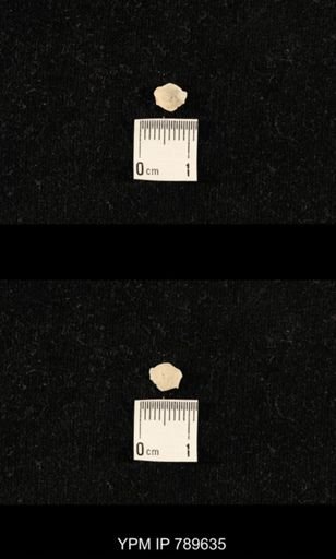 undet. Brachiopoda