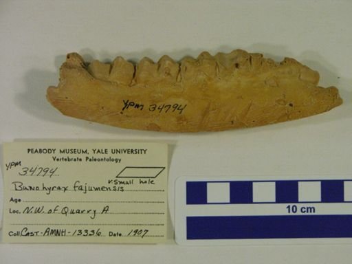 Bunohyrax fajumensis