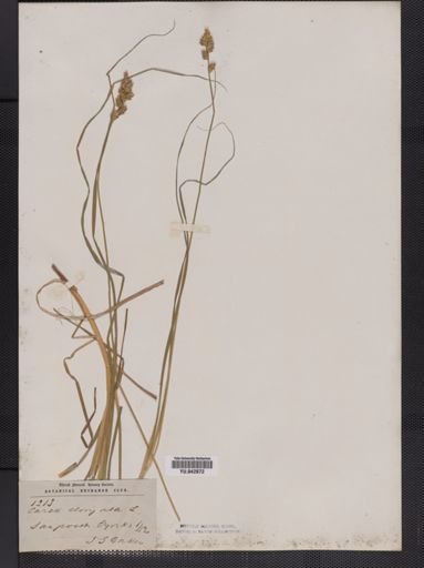 Carex elongata