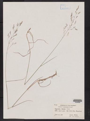 Agrostis capillaris
