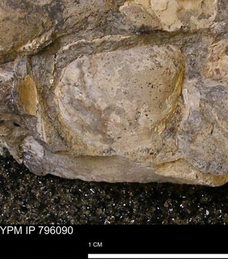 Spisula elliptica