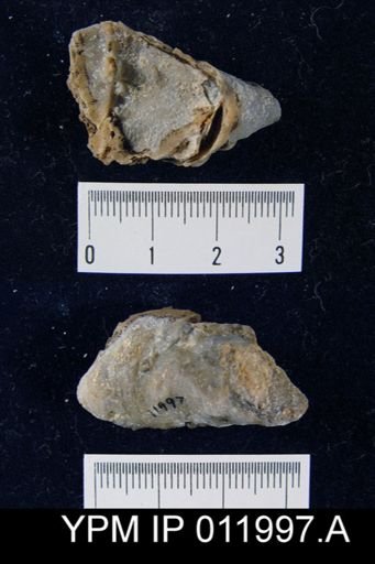 Richthofenia likharewi