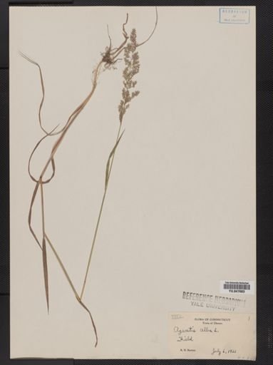 Agrostis alba