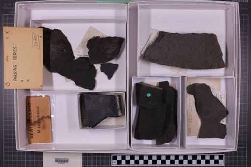 mixed taxa, stratigraphic collection