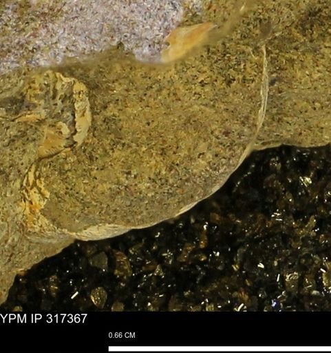 undet. Mollusca