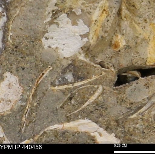 undet. Bivalvia