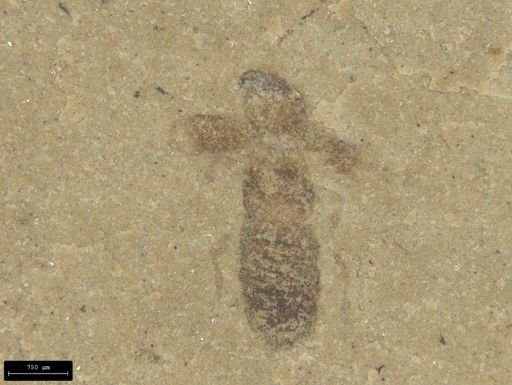 undet. Staphylinidae