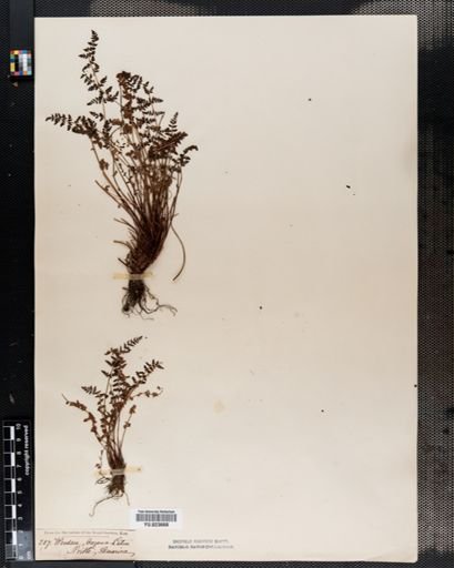 Woodsia
