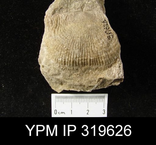 Sinuatella mesialis