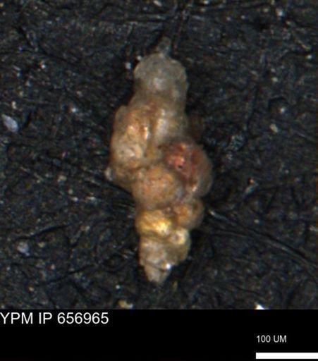 Verneuilinoides hectori