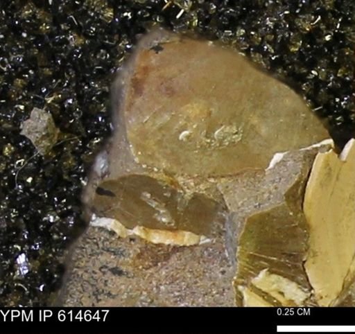 Limopsis striatopunctatus