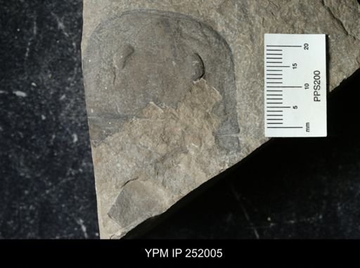 Eurypterus sp.