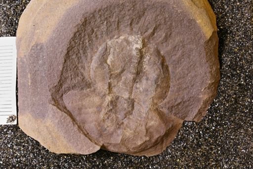 Euproops danae