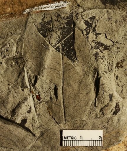 Sapindus brittonii