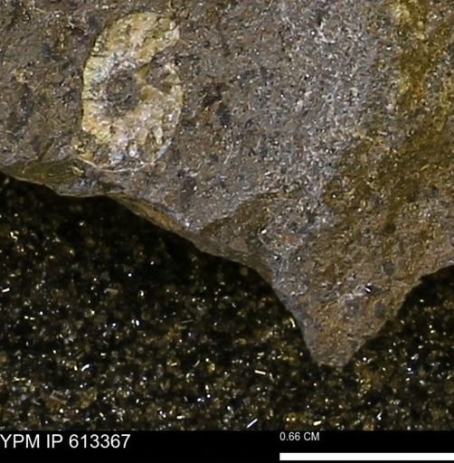 Scaphites sp.