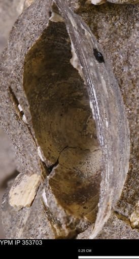 Limopsis striatopunctatus