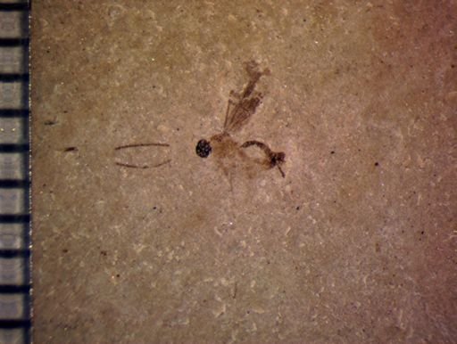 undet. Ichneumonoidea