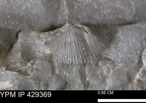 Devonochonetes scitulus