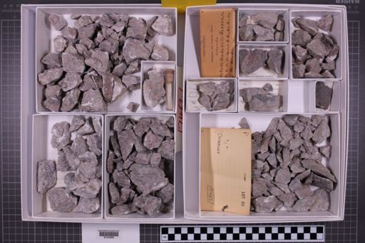 mixed taxa, stratigraphic collection