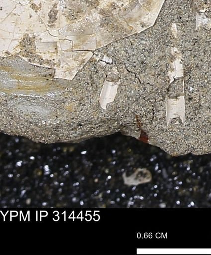 undet. Scaphopoda