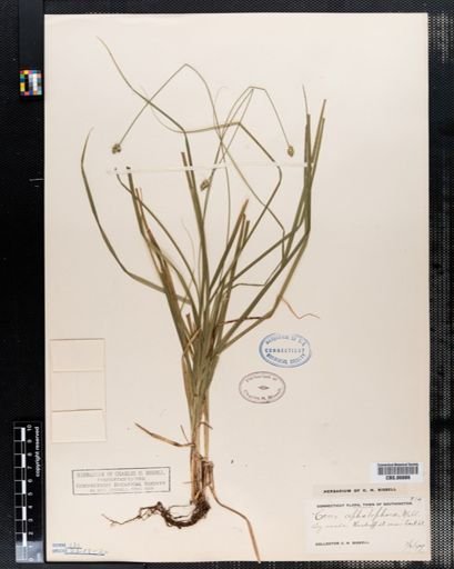 Carex cephalophora