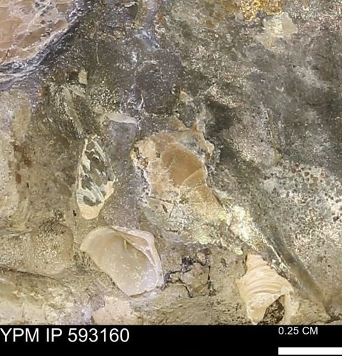 undet. Mollusca