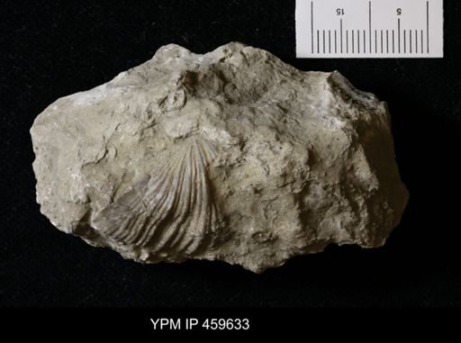 Neospirifer dunbari