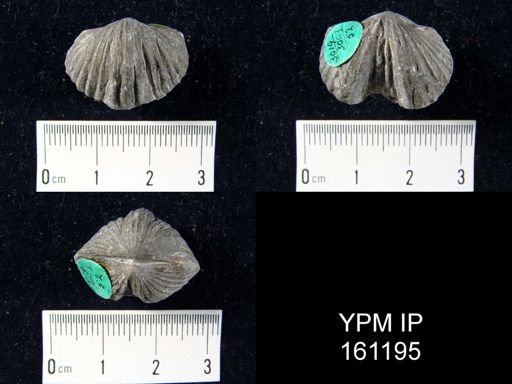 Platystrophia biforata