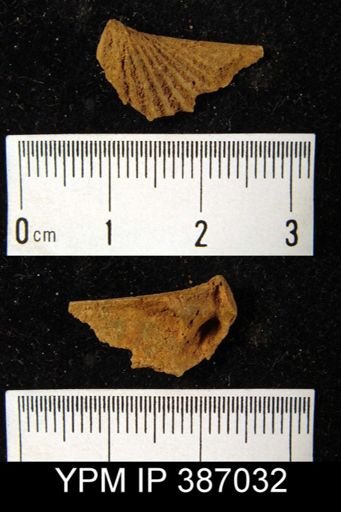Concinnispirifer concinnus