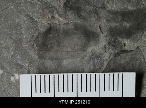 undet. Eurypterida
