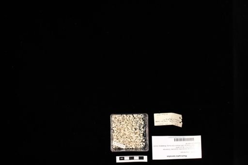 Masticophis taeniatus