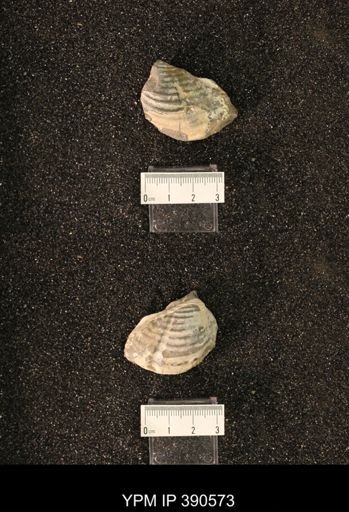 Inoceramus