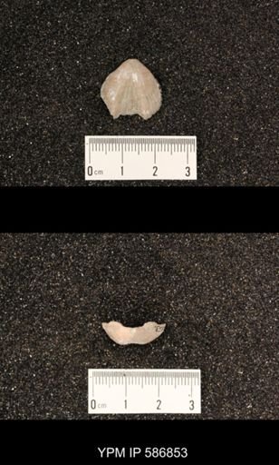 Rhynchotrema perlamellosum