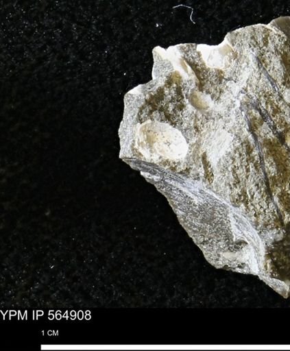Limopsis striatopunctatus
