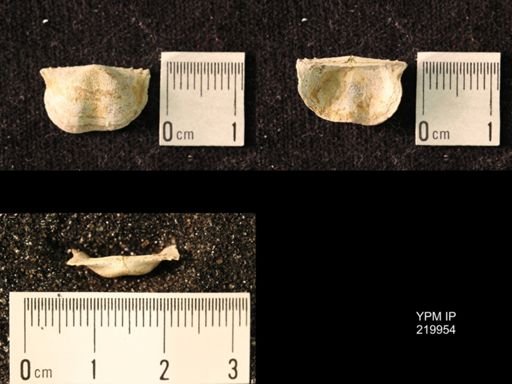 Chonetes sp.